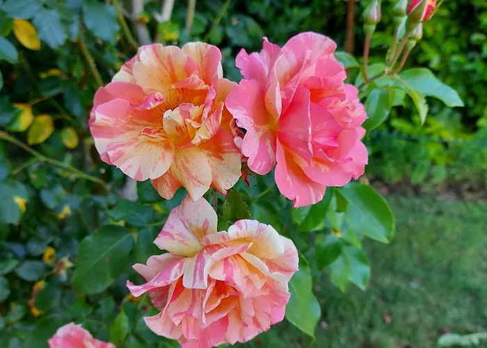 Les Hauts De Font Mouret