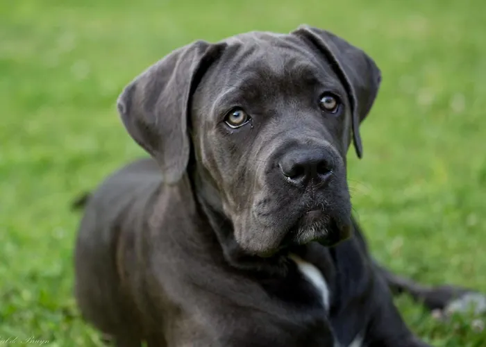 Les Hauts De Font Mouret Сasa de vacaciones *